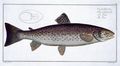 Zee forel (Salmo Trutta) plaat XXI uit 